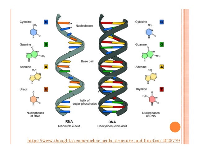 nucleic acid analysis pictures of nucleic acid