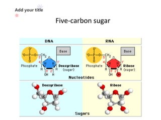 Add your title
34%
From 201
7
Five-carbon sugar
 