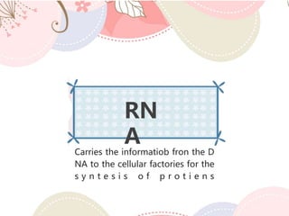RN
A
Carries the informatiob fron the D
NA to the cellular factories for the
s y n t e s i s o f p r o t i e n s
 