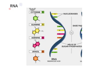 RNA
 
