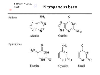 3 parts of NUCLEO
TIDES
TITLE
TITLE
Nitrogenous base
 