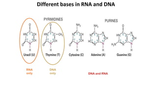 Different bases in RNA and DNA
RNA
only
DNA
only DNA and RNA