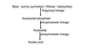 Base(purine, pyrimdine) + Ribose(deoxyribos)
N-glycosyl linkage
Nucleoside+phosphate
phosphodiester linkage
Nucleotide
phosphodiester linkage
Nucleic acid