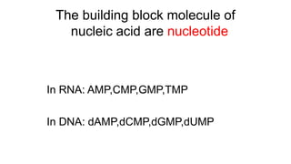The building block molecule of
nucleic acid are nucleotide
In RNA: AMP,CMP,GMP,TMP
In DNA: dAMP,dCMP,dGMP,dUMP