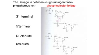 The linkage in between –sugar-nitrogen base-
phosphorous ion- phosphodiester bridge
3’terminal
5’terminal
Nucleotide
residues