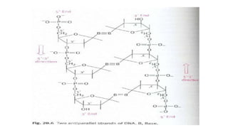 Antiparallel strand of the DNA