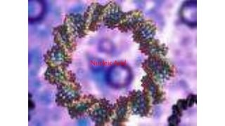 NucleicAcid