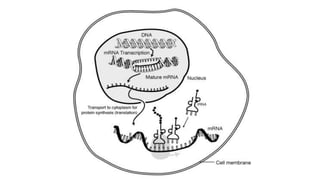 Nucleic acid