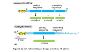 Nucleic acid