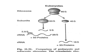 Nucleic acid
