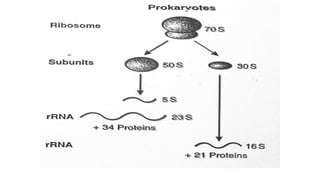 Nucleic acid