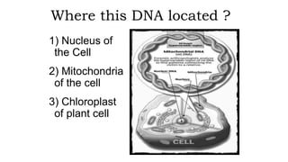 Where this DNA located ?
1) Nucleus of
the Cell
2) Mitochondria
of the cell
3) Chloroplast
of plant cell