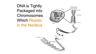 DNA is Tightly
Packaged into
Chromosomes
Which Reside
in the Nucleus