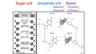 Sugar unit phosphate unit Bases
Adenine Thymine
Guanine Cytosine