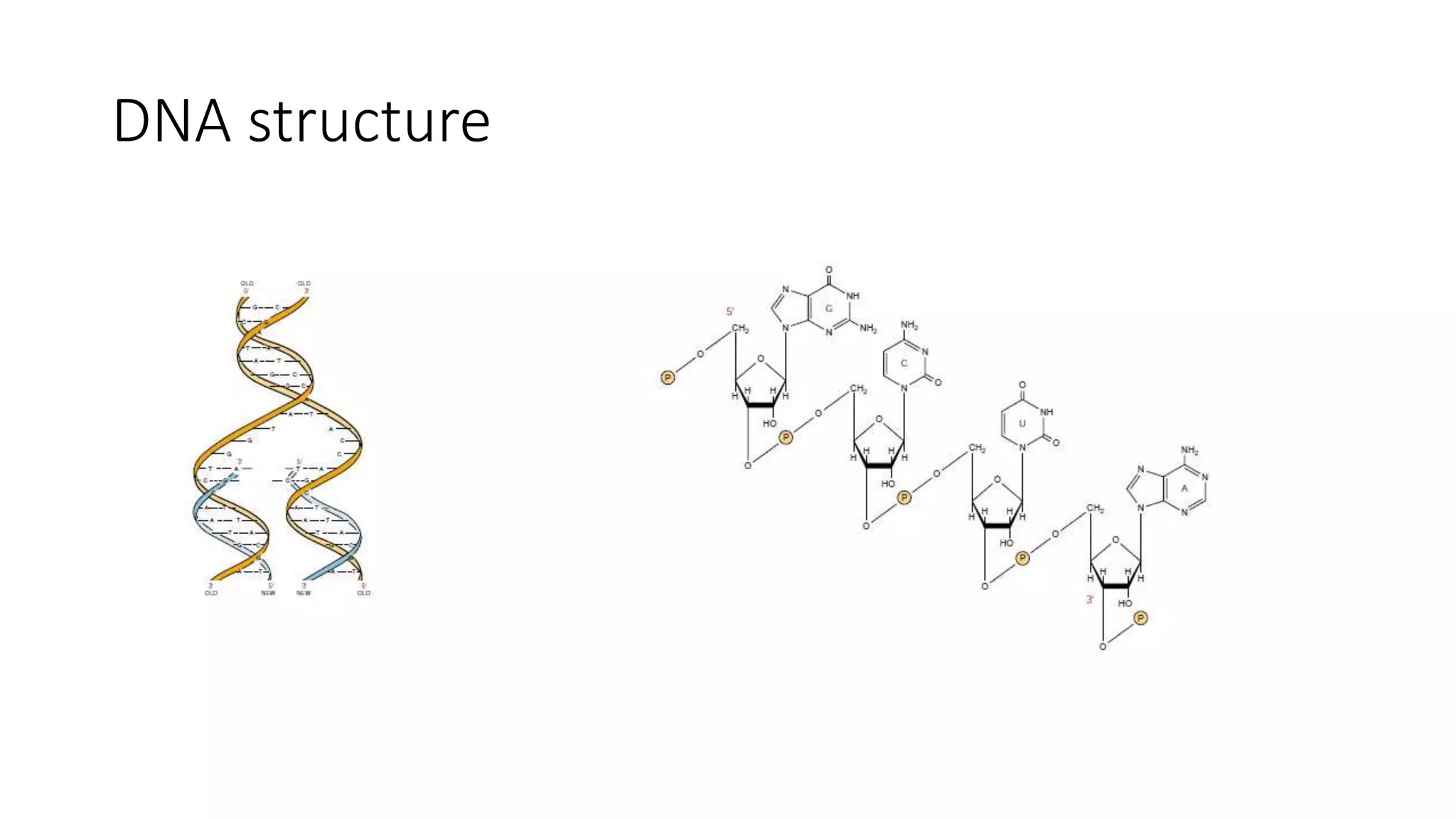DNA structure