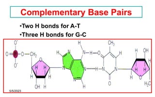 18
Complementary Base Pairs
•Two H bonds for A-T
•Three H bonds for G-C
5/5/2023
 