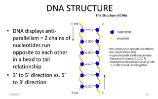 DNA STRUCTURE
• DNA displays anti-
parallelism = 2 chains of
nucleotides run
opposite to each other
in a head to tail
relationship
• 3’ to 5’ direction vs. 5’
to 3’ direction
38
5/5/2023
 