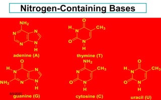 5
Nitrogen-Containing Bases
N
N
N
N
H
NH2
N
N
O
CH3
O
H
H
N
N
N
N
O
H
NH2
H
N
N
NH2
CH3
O
H
N
N
O
CH3
O
H
H
adenine (A) thymine (T)
guanine (G) cytosine (C) uracil (U)
5/5/2023
 