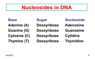 8
Nucleosides in DNA
Base Sugar Nucleoside
Adenine (A) Deoxyribose Adenosine
Guanine (G) Deoxyribose Guanosine
Cytosine (C) Deoxyribose Cytidine
Thymine (T) Deoxyribose Thymidine
5/5/2023
 