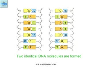 Two identical DNA molecules are formed