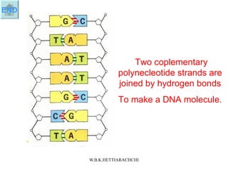Two coplementary polynecleotide strands are joined by hydrogen bonds To make a DNA molecule.