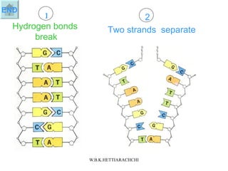 Hydrogen bonds break Two strands separate 1 2