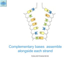 Complementary bases assemble alongside each strand