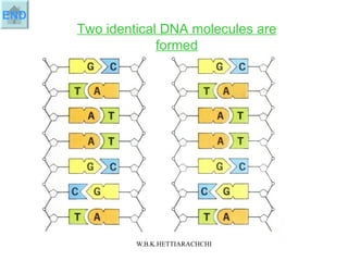 Two identical DNA molecules are formed