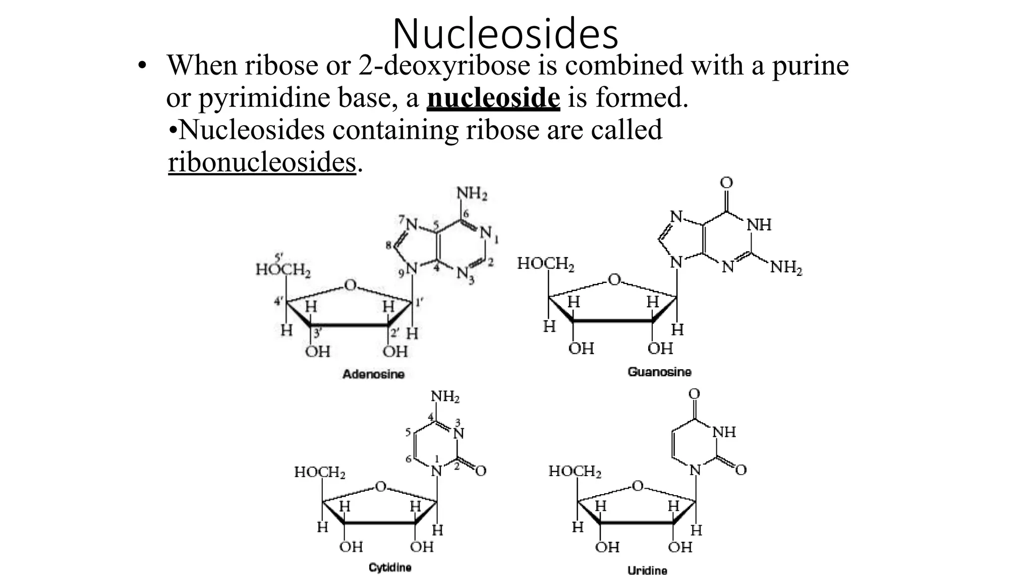 Nucleosides
• When ribose or 2-deoxyribose is combined with a purine
or pyrimidine base, a nucleoside is formed.
•Nucleosides containing ribose are called
ribonucleosides.
 