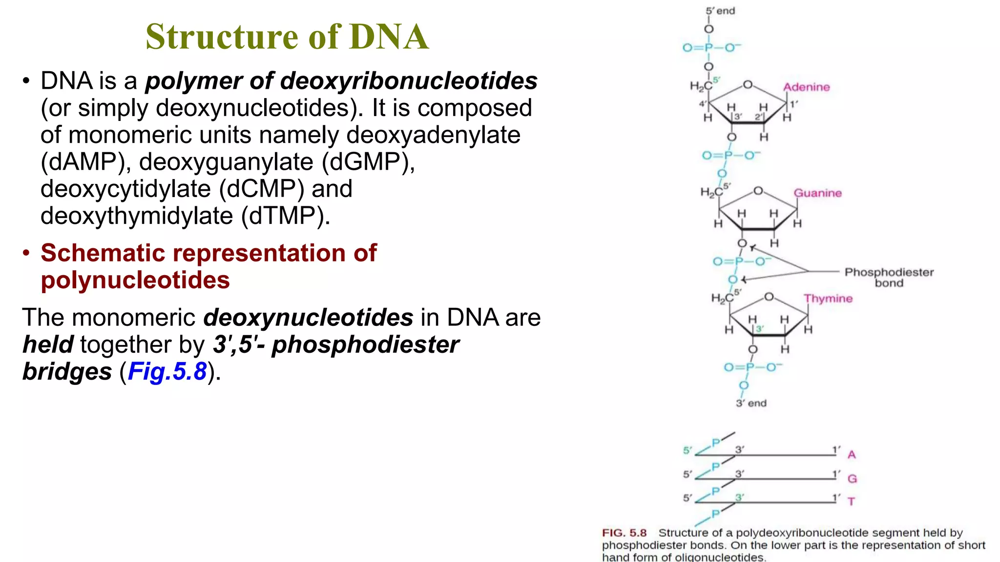 Structure of DNA
• DNA is a polymer of deoxyribonucleotides
(or simply deoxynucleotides). It is composed
of monomeric units namely deoxyadenylate
(dAMP), deoxyguanylate (dGMP),
deoxycytidylate (dCMP) and
deoxythymidylate (dTMP).
• Schematic representation of
polynucleotides
The monomeric deoxynucleotides in DNA are
held together by 3′,5′- phosphodiester
bridges (Fig.5.8).
 