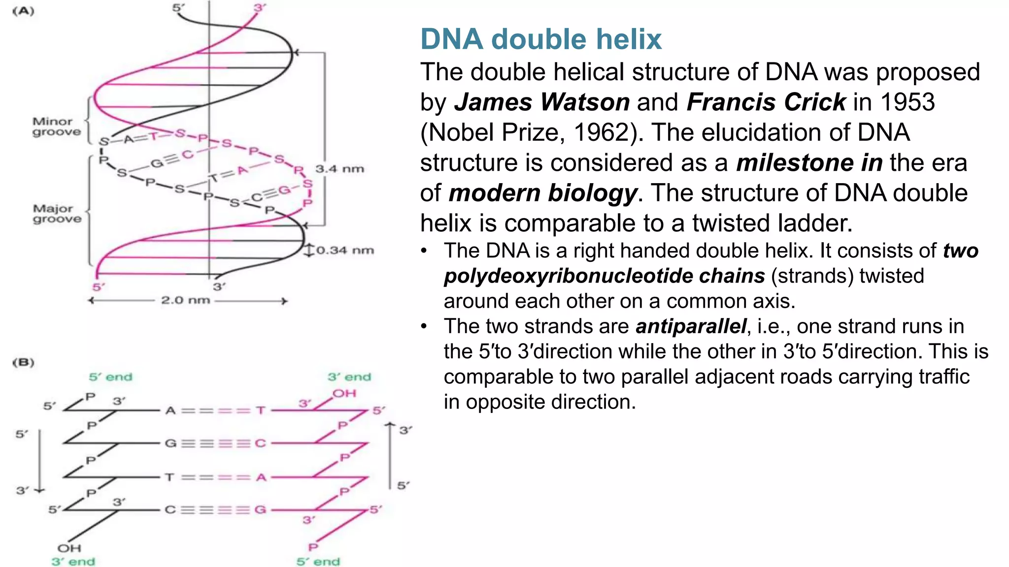 DNA double helix
The double helical structure of DNA was proposed
by James Watson and Francis Crick in 1953
(Nobel Prize, 1962). The elucidation of DNA
structure is considered as a milestone in the era
of modern biology. The structure of DNA double
helix is comparable to a twisted ladder.
• The DNA is a right handed double helix. It consists of two
polydeoxyribonucleotide chains (strands) twisted
around each other on a common axis.
• The two strands are antiparallel, i.e., one strand runs in
the 5′to 3′direction while the other in 3′to 5′direction. This is
comparable to two parallel adjacent roads carrying traffic
in opposite direction.
 