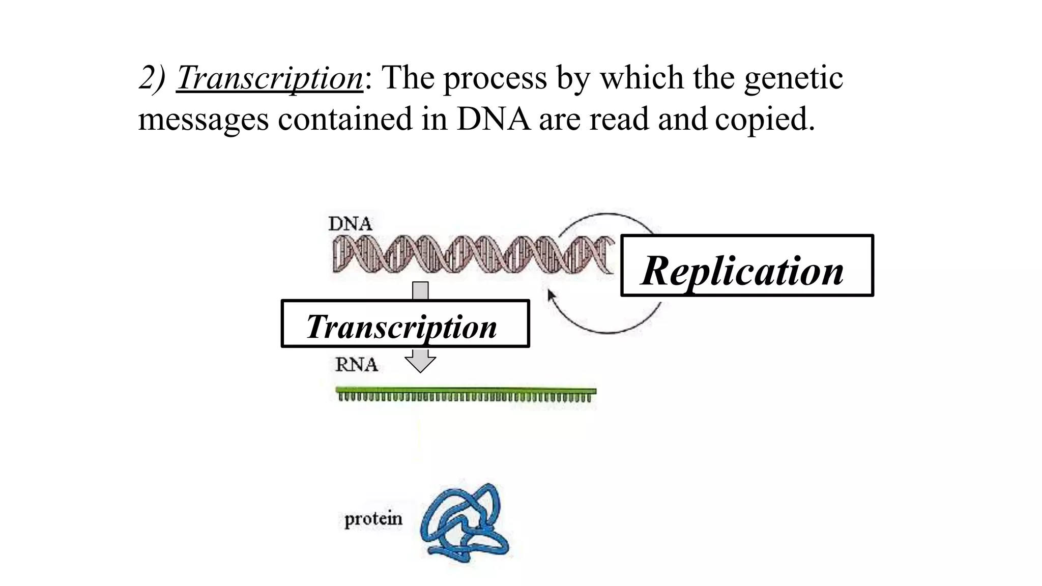 2) Transcription: The process by which the genetic
messages contained in DNA are read and copied.
Replication
Transcription
 