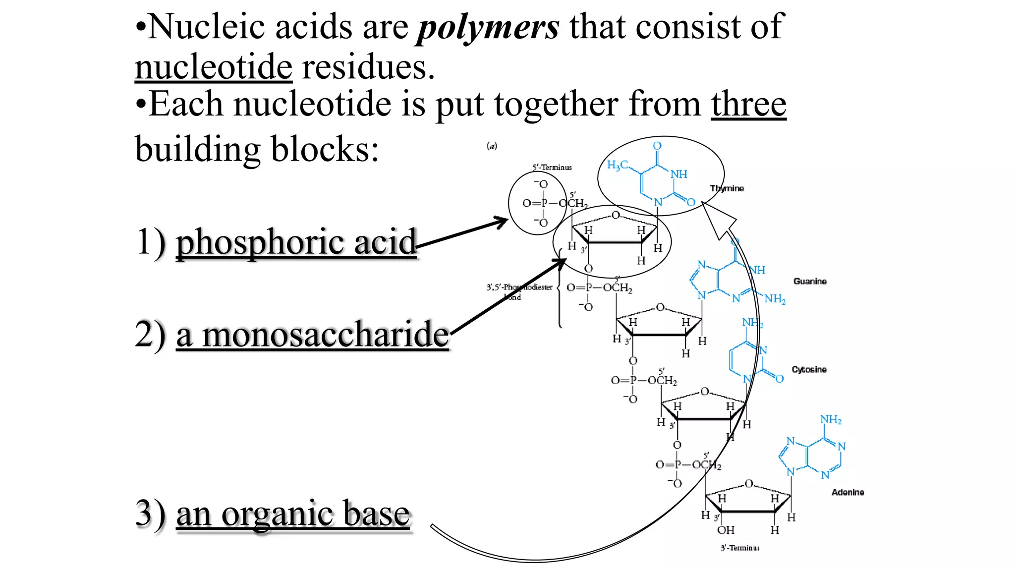•Nucleic acids are polymers that consist of
nucleotide residues.
•Each nucleotide is put together from three
building blocks:
1) phosphoric acid
2) a monosaccharide
3) an organic base
 