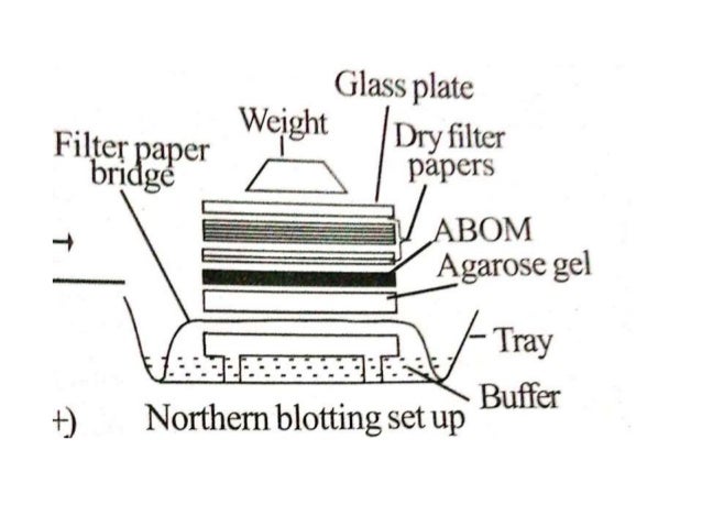 south eastern blotting south eastern blotting