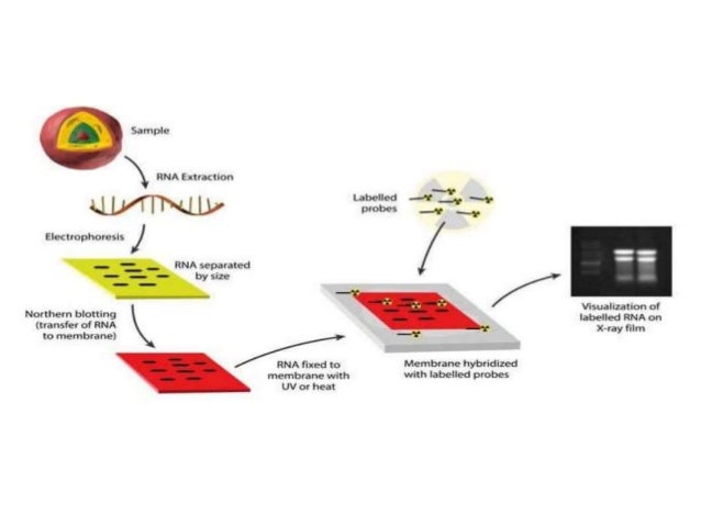 south eastern blotting south eastern blotting