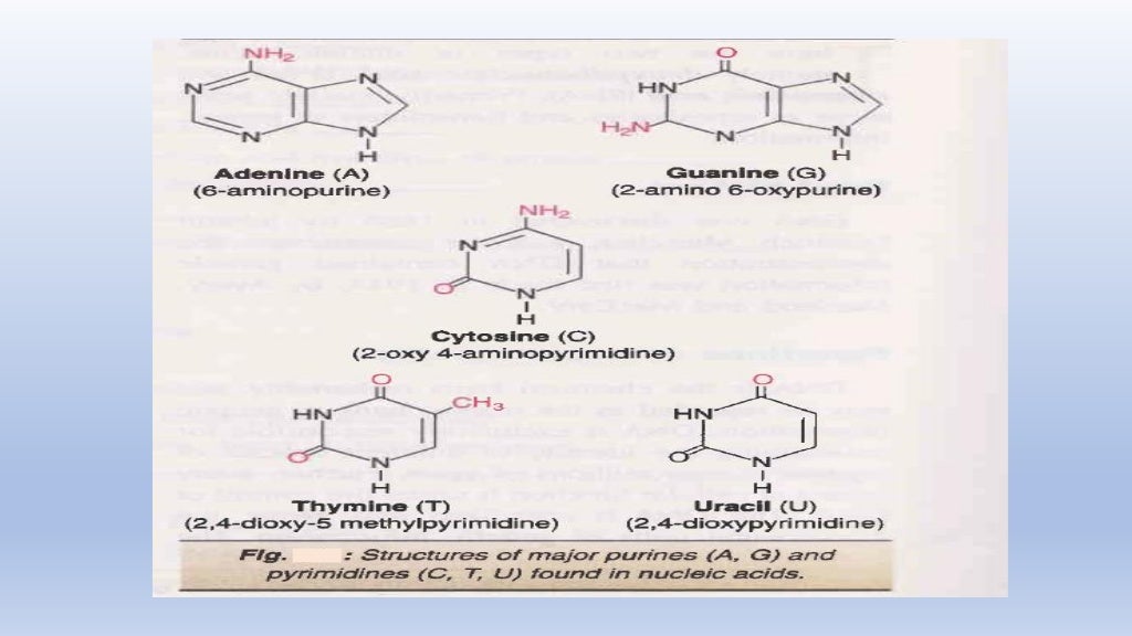 Nucleic acid biomolecule
