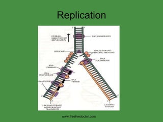 Replication www.freelivedoctor.com 