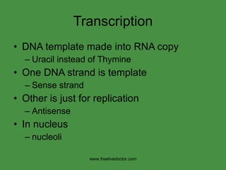 Transcription DNA template made into RNA copy Uracil instead of Thymine One DNA strand is template Sense strand Other is just for replication  Antisense In nucleus nucleoli www.freelivedoctor.com 