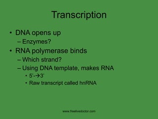 Transcription DNA opens up Enzymes? RNA polymerase binds  Which strand? Using DNA template, makes RNA  5’-  3’ Raw transcript called hnRNA www.freelivedoctor.com 