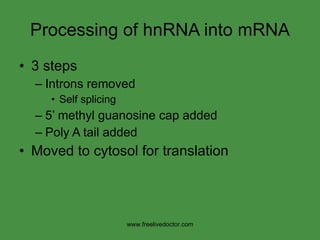Processing of hnRNA into mRNA 3 steps Introns removed Self splicing 5’ methyl guanosine cap added Poly A tail added Moved to cytosol for translation www.freelivedoctor.com 