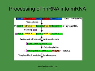 Processing of hnRNA into mRNA www.freelivedoctor.com 