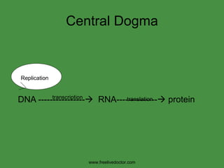 Central Dogma DNA ----------------    RNA--------------   protein Replication transcription translation www.freelivedoctor.com 