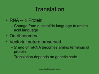Translation RNA --   Protein Change from nucleotide language to amino acid language On ribosomes Vectorial nature preserved 5’ end of mRNA becomes amino terminus of protein Translation depends on genetic code www.freelivedoctor.com 