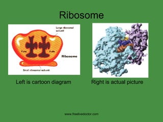 Ribosome Left is cartoon diagram   Right is actual picture www.freelivedoctor.com 