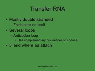 Transfer RNA Mostly double stranded Folds back on itself Several loops Anticodon loop Has complementary nucleotides to codons 3’ end where aa attach www.freelivedoctor.com 