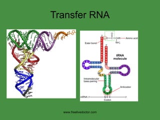 Transfer RNA www.freelivedoctor.com 