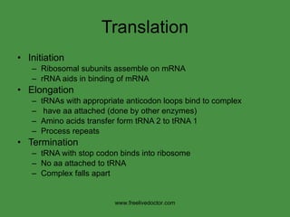 Translation Initiation Ribosomal subunits assemble on mRNA rRNA aids in binding of mRNA Elongation tRNAs with appropriate anticodon loops bind to complex have aa attached (done by other enzymes) Amino acids transfer form tRNA 2 to tRNA 1 Process repeats Termination tRNA with stop codon binds into ribosome No aa attached to tRNA Complex falls apart www.freelivedoctor.com 