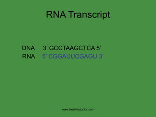 RNA Transcript DNA  3’ GCCTAAGCTCA 5’ RNA   5’ CGGAUUCGAGU 3’ www.freelivedoctor.com 