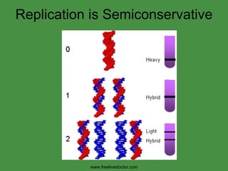 Replication is Semiconservative www.freelivedoctor.com 