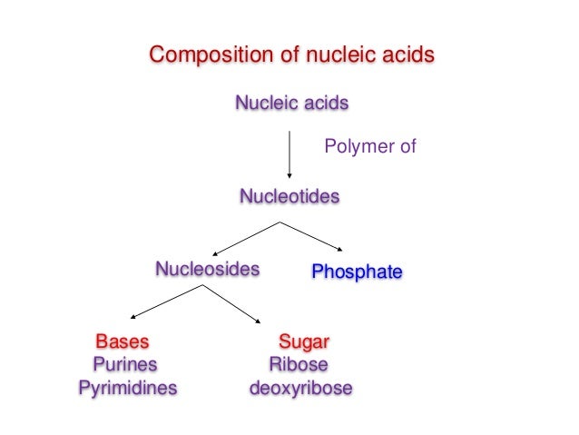 nucleic acid chemistry nucleic acids